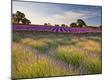 Premium Photographic Print