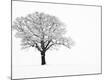 Premium Photographic Print