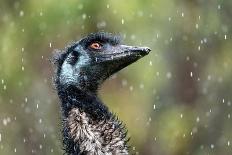 Emu in rain head portrait, Australia-Doug Gimesy-Photographic Print