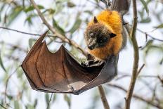 Grey-headed flying-fox bat hanging upside down from branch-Doug Gimesy-Photographic Print