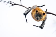 Grey-headed flying-fox bat hanging from branch, Australia-Doug Gimesy-Photographic Print