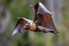 Grey-headed flying-fox in flight, with tongue out, Australia-Doug Gimesy-Framed Premier Image Canvas
