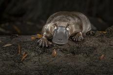 Platypus male, close up of mid portion of tail, Australia-Doug Gimesy-Photographic Print