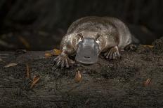 Platypus male, close up of mid portion of tail, Australia-Doug Gimesy-Framed Photographic Print