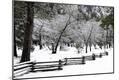 Photographic Print