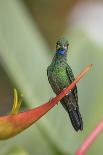 Green-crowned brilliant (Heliodoxa jacula) Mashpi Cloud Forest Reserve, Ecuador-Doug Wechsler-Photographic Print