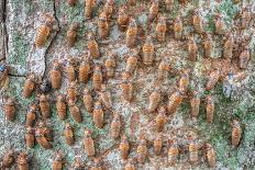 Hundreds of Periodical cicada nymphs ascending a tree, USA-Doug Wechsler-Framed Photographic Print