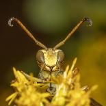 Lesser paper wasp on Goldenrod flower, Pennsylvania, USA-Doug Wechsler-Photographic Print