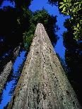 Tree Trunk of Coastal Redwood-Doug Wilson-Photographic Print