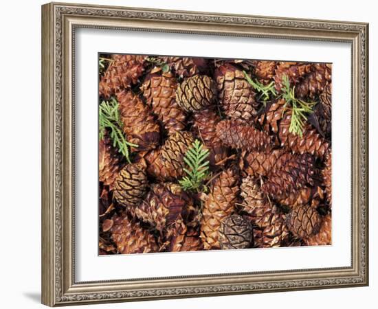 Douglas Fir Cone, Olympic National Park, Washington State, USA-Gavriel Jecan-Framed Photographic Print