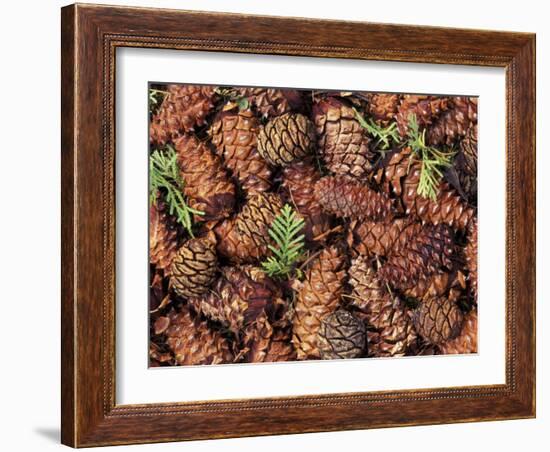 Douglas Fir Cone, Olympic National Park, Washington State, USA-Gavriel Jecan-Framed Photographic Print