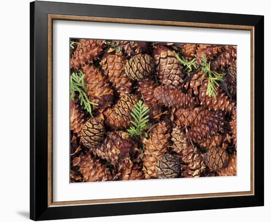 Douglas Fir Cone, Olympic National Park, Washington State, USA-Gavriel Jecan-Framed Photographic Print