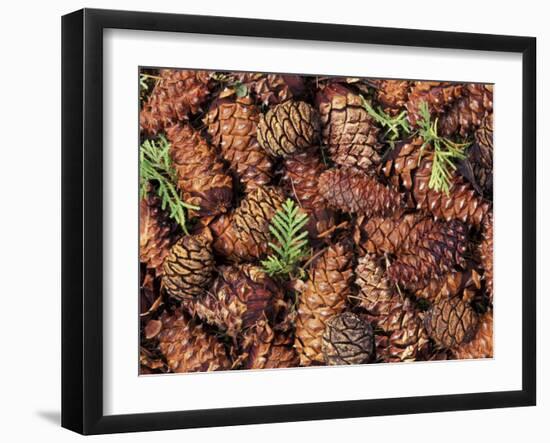 Douglas Fir Cone, Olympic National Park, Washington State, USA-Gavriel Jecan-Framed Photographic Print