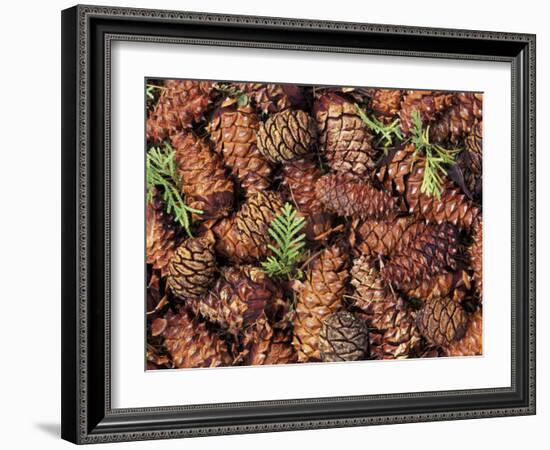 Douglas Fir Cone, Olympic National Park, Washington State, USA-Gavriel Jecan-Framed Photographic Print