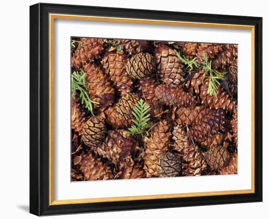 Douglas Fir Cone, Olympic National Park, Washington State, USA-Gavriel Jecan-Framed Photographic Print