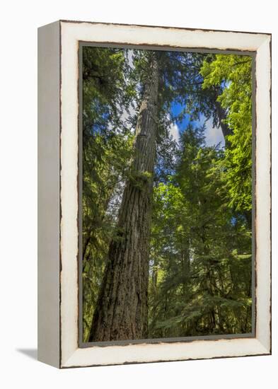 Douglas fir tree, MacMillan Provincial Park Cathedral Grove, British Columbia, Canada-Chuck Haney-Framed Premier Image Canvas