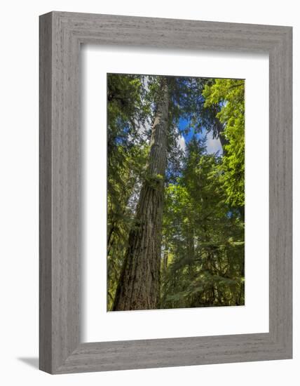 Douglas fir tree, MacMillan Provincial Park Cathedral Grove, British Columbia, Canada-Chuck Haney-Framed Photographic Print