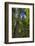 Douglas fir tree, MacMillan Provincial Park Cathedral Grove, British Columbia, Canada-Chuck Haney-Framed Photographic Print