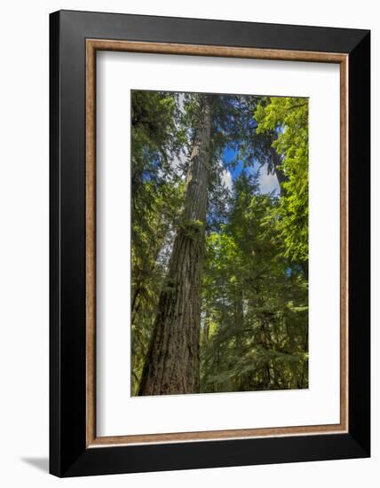 Douglas fir tree, MacMillan Provincial Park Cathedral Grove, British Columbia, Canada-Chuck Haney-Framed Photographic Print