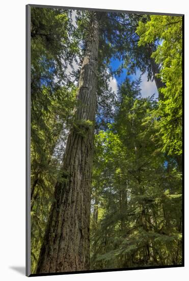 Douglas fir tree, MacMillan Provincial Park Cathedral Grove, British Columbia, Canada-Chuck Haney-Mounted Photographic Print
