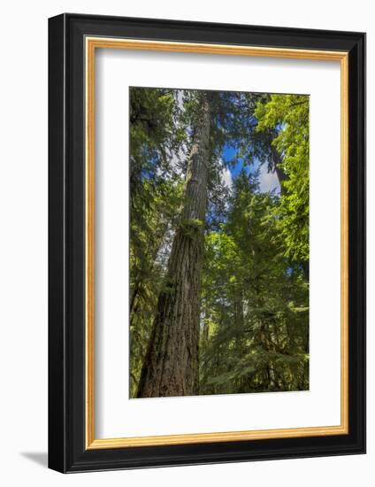 Douglas fir tree, MacMillan Provincial Park Cathedral Grove, British Columbia, Canada-Chuck Haney-Framed Photographic Print