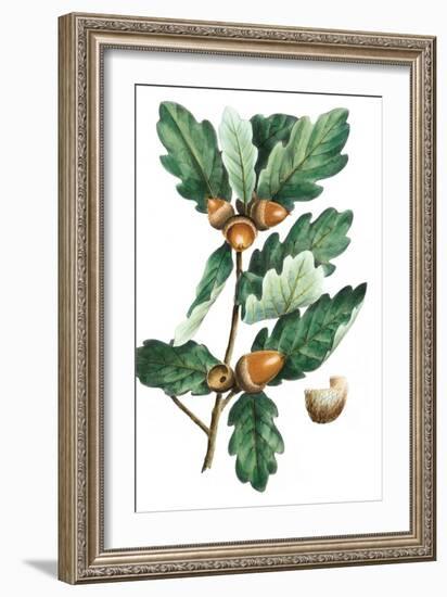 Douglas Oak-Thomas Nuttall-Framed Art Print