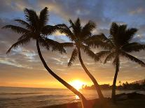 Coconut Grove, Molokai, Hawaii-Douglas Peebles-Framed Photographic Print