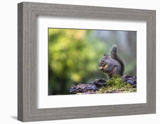 Douglas Squirrel standing on a log eating a nut.-Janet Horton-Framed Photographic Print