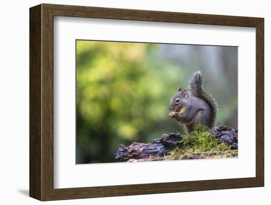 Douglas Squirrel standing on a log eating a nut.-Janet Horton-Framed Photographic Print