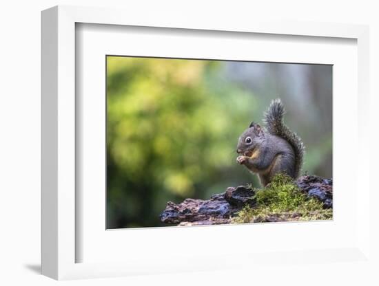 Douglas Squirrel standing on a log eating a nut.-Janet Horton-Framed Photographic Print