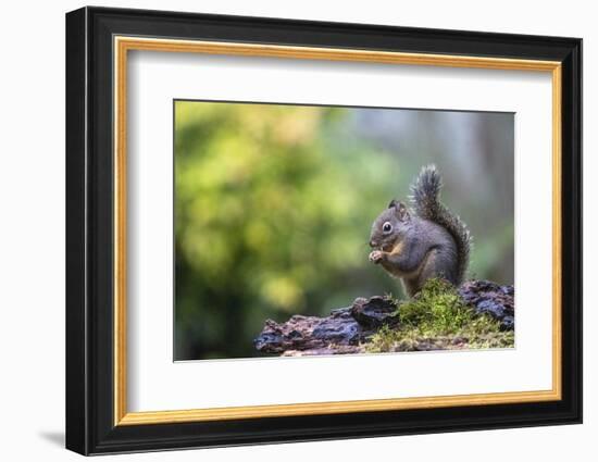 Douglas Squirrel standing on a log eating a nut.-Janet Horton-Framed Photographic Print