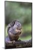 Douglas Squirrel standing on a log eating a peanut.-Janet Horton-Mounted Photographic Print