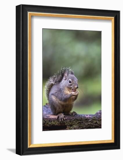 Douglas Squirrel standing on a log eating a peanut.-Janet Horton-Framed Photographic Print