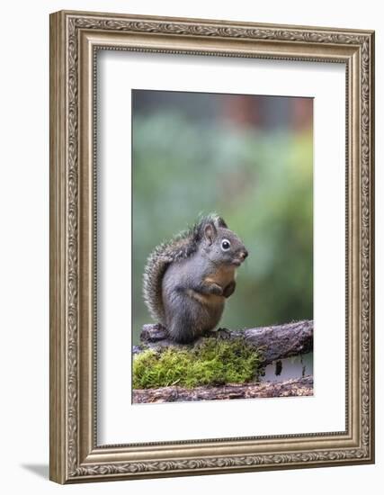 Douglas Squirrel standing on a log.-Janet Horton-Framed Photographic Print