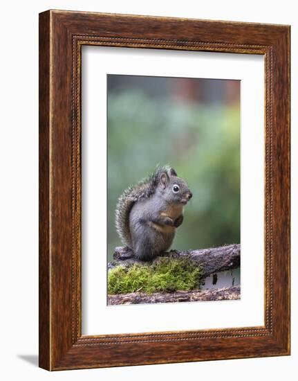 Douglas Squirrel standing on a log.-Janet Horton-Framed Photographic Print