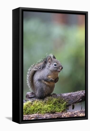 Douglas Squirrel standing on a log.-Janet Horton-Framed Premier Image Canvas