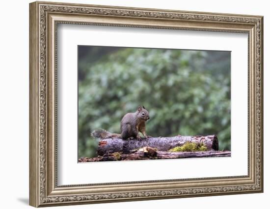 Douglas Squirrel standing on a log.-Janet Horton-Framed Photographic Print