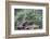 Douglas Squirrel standing on a log.-Janet Horton-Framed Photographic Print