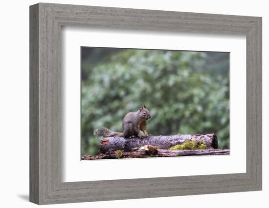 Douglas Squirrel standing on a log.-Janet Horton-Framed Photographic Print