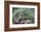 Douglas Squirrel standing on a log.-Janet Horton-Framed Photographic Print