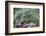 Douglas Squirrel standing on a log.-Janet Horton-Framed Photographic Print