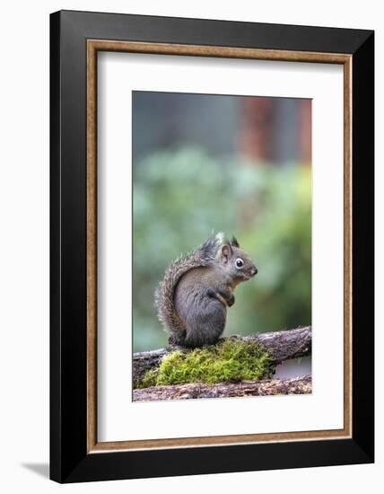 Douglas Squirrel standing on a log.-Janet Horton-Framed Photographic Print