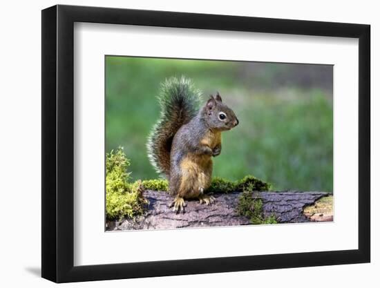 Douglas Squirrel standing on back paws on a moss-covered log.-Janet Horton-Framed Photographic Print