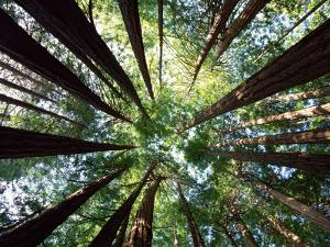 Redwood Grove by Douglas Steakley