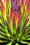 Colorful Agave II-Douglas Taylor-Photographic Print