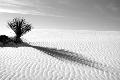 Premium Photographic Print