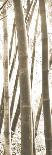 Bamboo Grove III-Douglas Yan-Framed Giclee Print