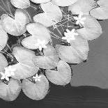 The Lily Pool B&W-Douglas Yan-Giclee Print