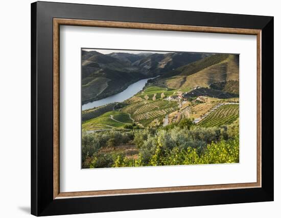 Douro Valley, Douro River, Porto. Valley Is Lined with Steeply Sloping Hills and Vineyards-Emily Wilson-Framed Photographic Print