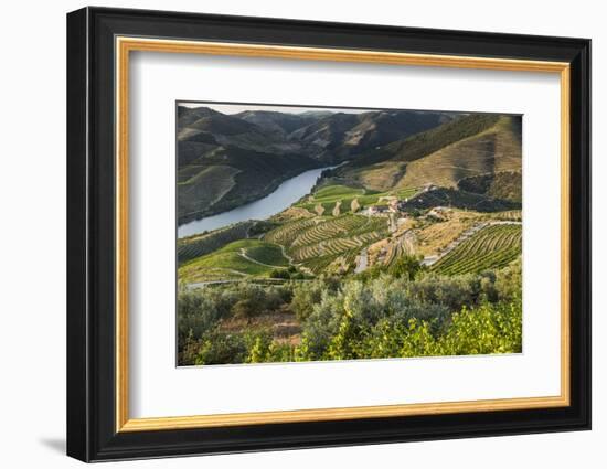 Douro Valley, Douro River, Porto. Valley Is Lined with Steeply Sloping Hills and Vineyards-Emily Wilson-Framed Photographic Print